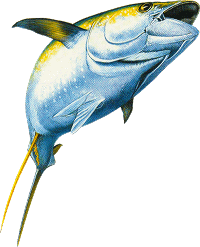 yellowfin tuna